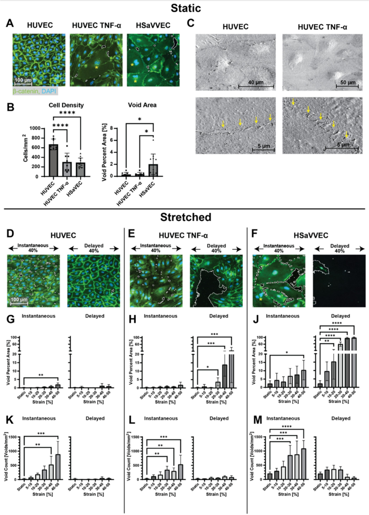 拉伸誘導的內皮細胞單層損傷