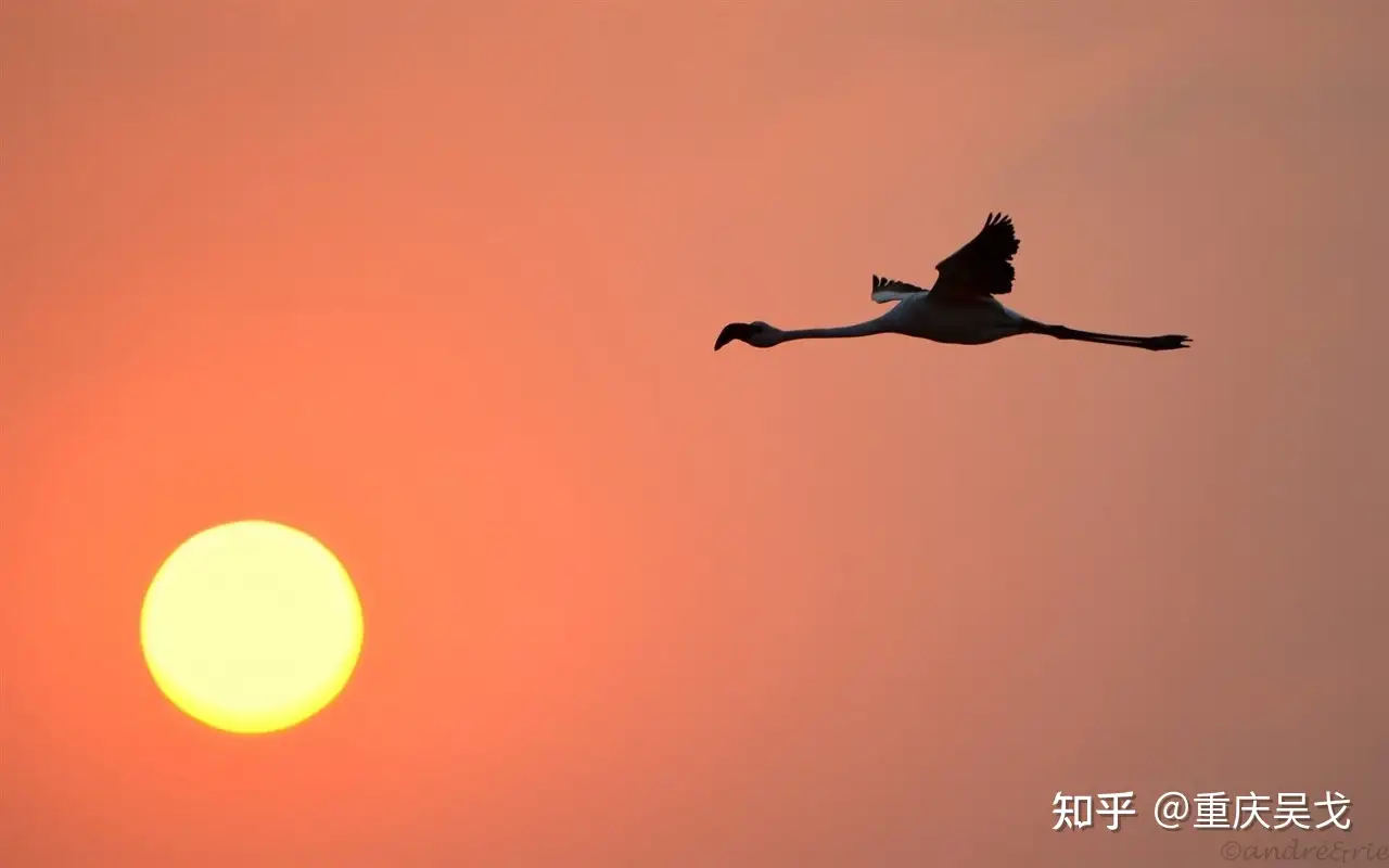 太阳神鸟金箔中太阳神鸟如果是金乌，为何只有一足？ - 知乎