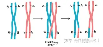 如何验证两对非等位基因是否位于同源染色体上?