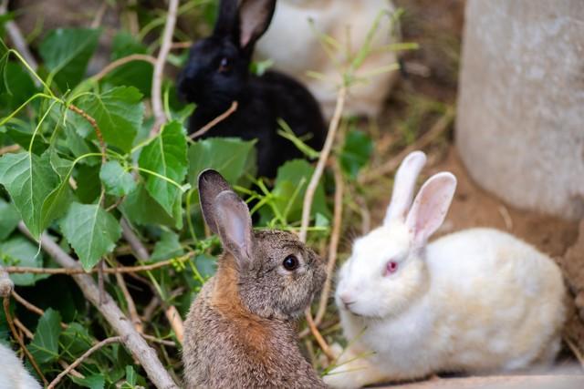 养殖兔子500只利润 养兔的利润与成本风险