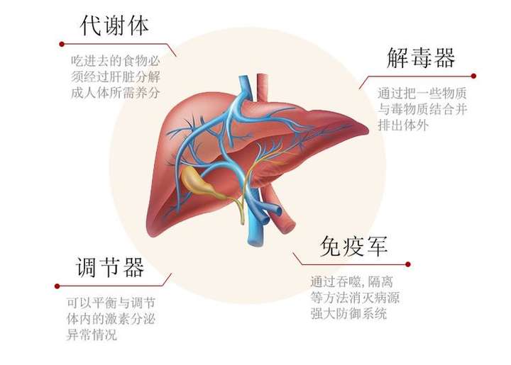 肝脏不好的表现你有吗？吃护肝片有用吗？护肝片吃了对身体有什么好处？|护肝片