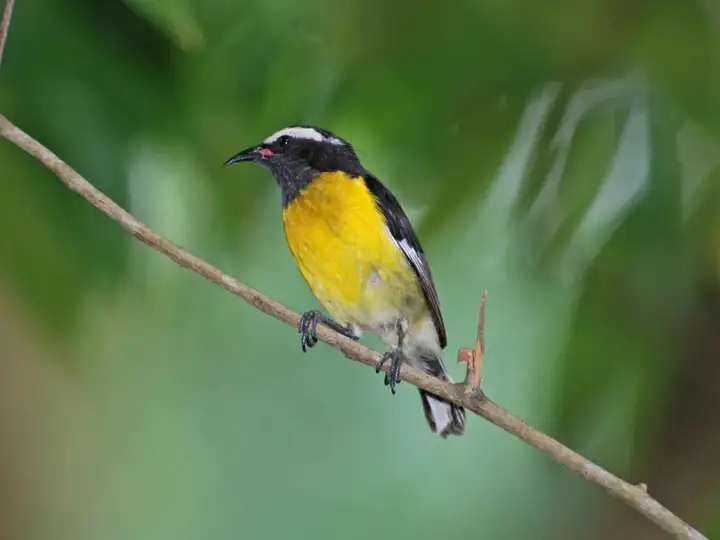 世界上最小的鸟是什么鸟（体积最小的鸟类排行榜）