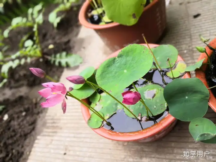 碗莲怎么水培？(水培碗莲种植方法图解)