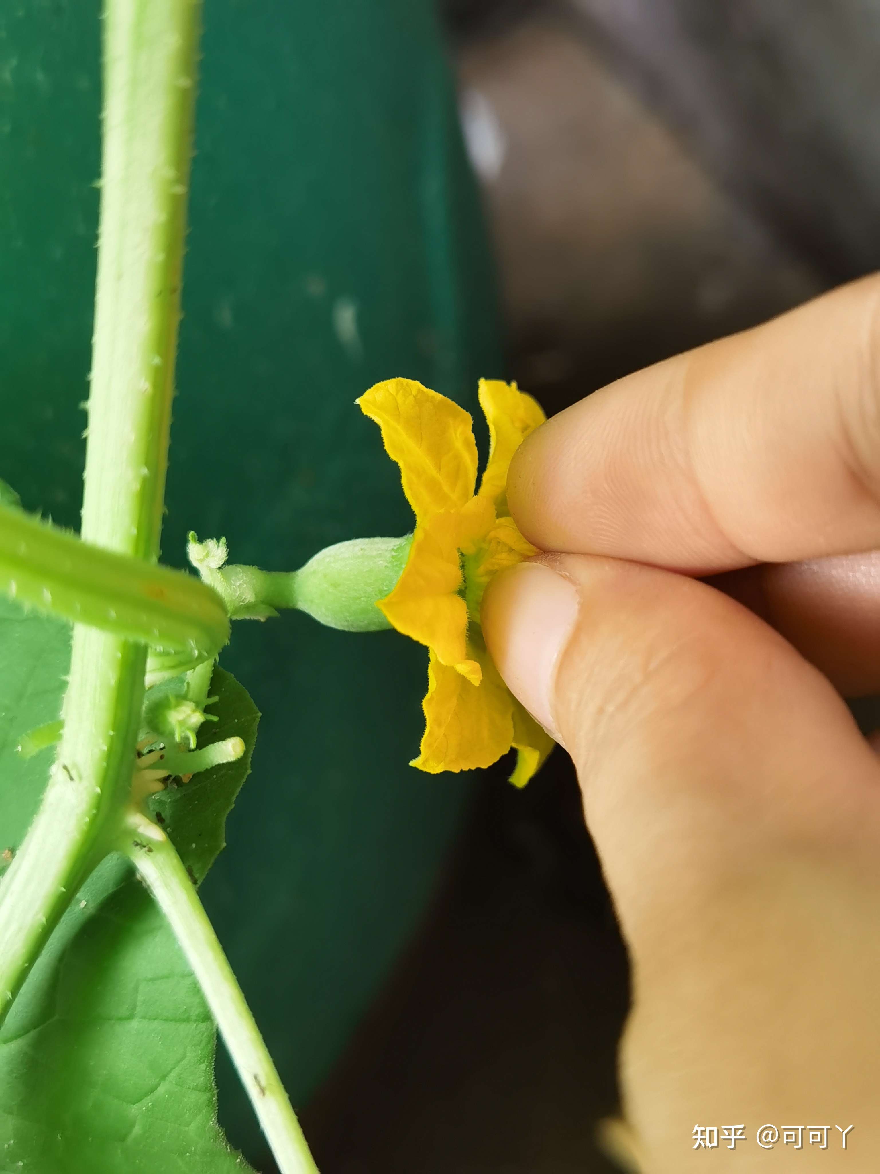 可可丫 的想法: 香瓜开花了,给香瓜人工授粉,希望今年可… - 知乎