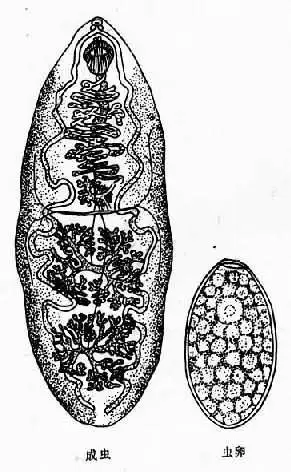 姜片虫(布氏姜片吸虫)肌纤维粗大,虫体肥厚,是否可以炒熟了吃?