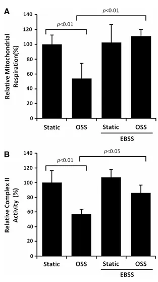 紊亂血流誘導(dǎo)自噬并損傷自噬流以擾亂線粒體穩(wěn)態(tài)