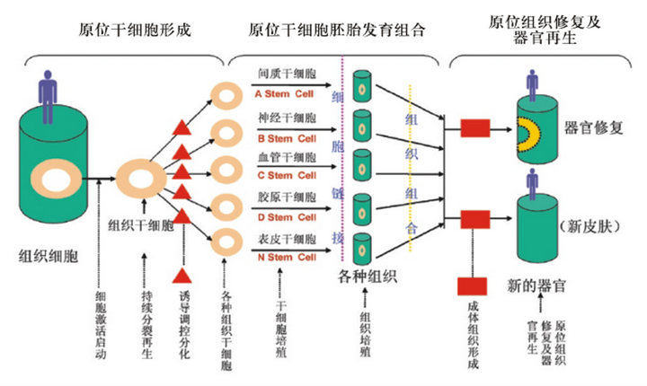 GLYMATE® 衡糖胶囊： 合理选择膳食补充剂 优化药物身体之间动态平衡