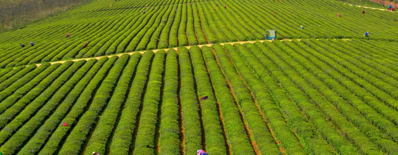 为什么中国人对清明节如此重视？