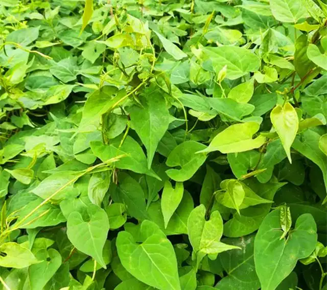 什么药材好种植利润高（农村种植什么药材前景好）