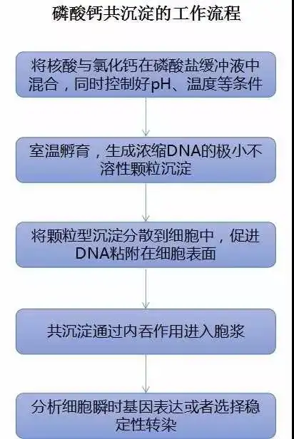 初次轉染細胞轉染效率低怎麼辦