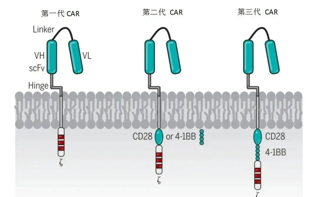 癌症免疫疗法CAR-T 的基本原理是什么？ - 知乎