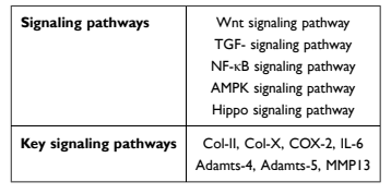 機械信號轉導:流體剪切力在骨關節炎發展中的關鍵作用 機械信號轉導:流體剪切力在骨關節炎發展中的關鍵作用