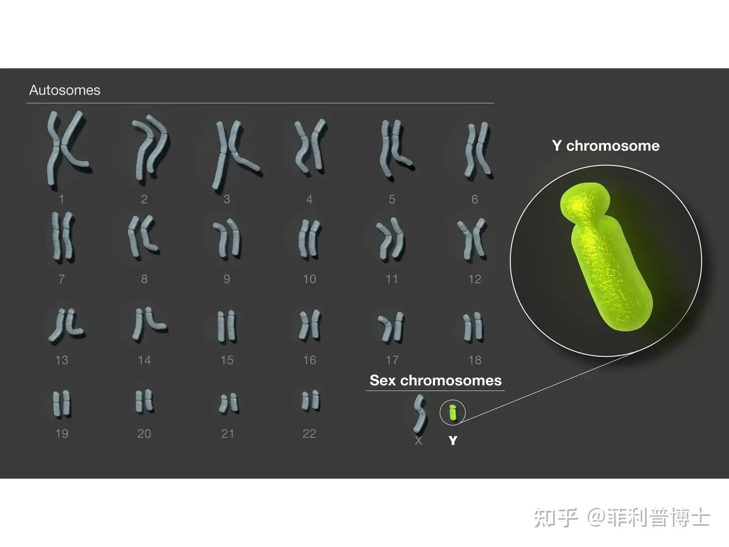 理论上讲XX是女性染色体，那为什么YY不是男性染色体，必须是XY？
