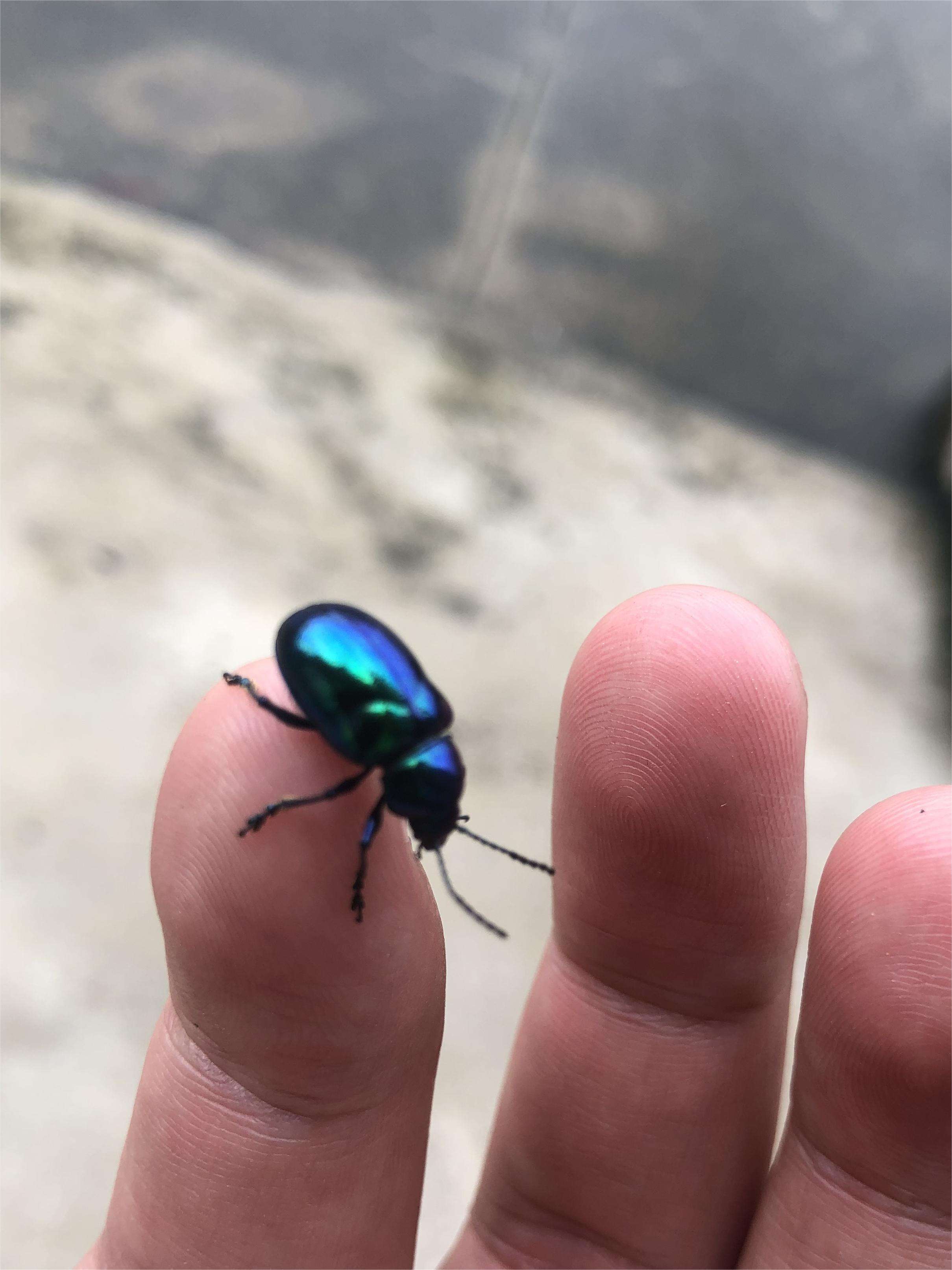 thesixlgd 的想法: 一只金属色的小甲虫 | #记录夏天的昆虫 … - 知乎