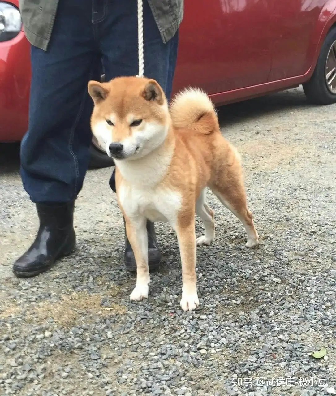 眼睛小的柴犬是失格犬吗? - 武侯庄-极小豆的回答- 知乎