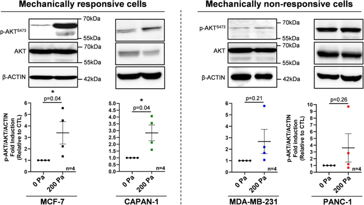 機械壓縮力增加乳腺癌和胰腺癌細胞中的 PI3K 輸出信號