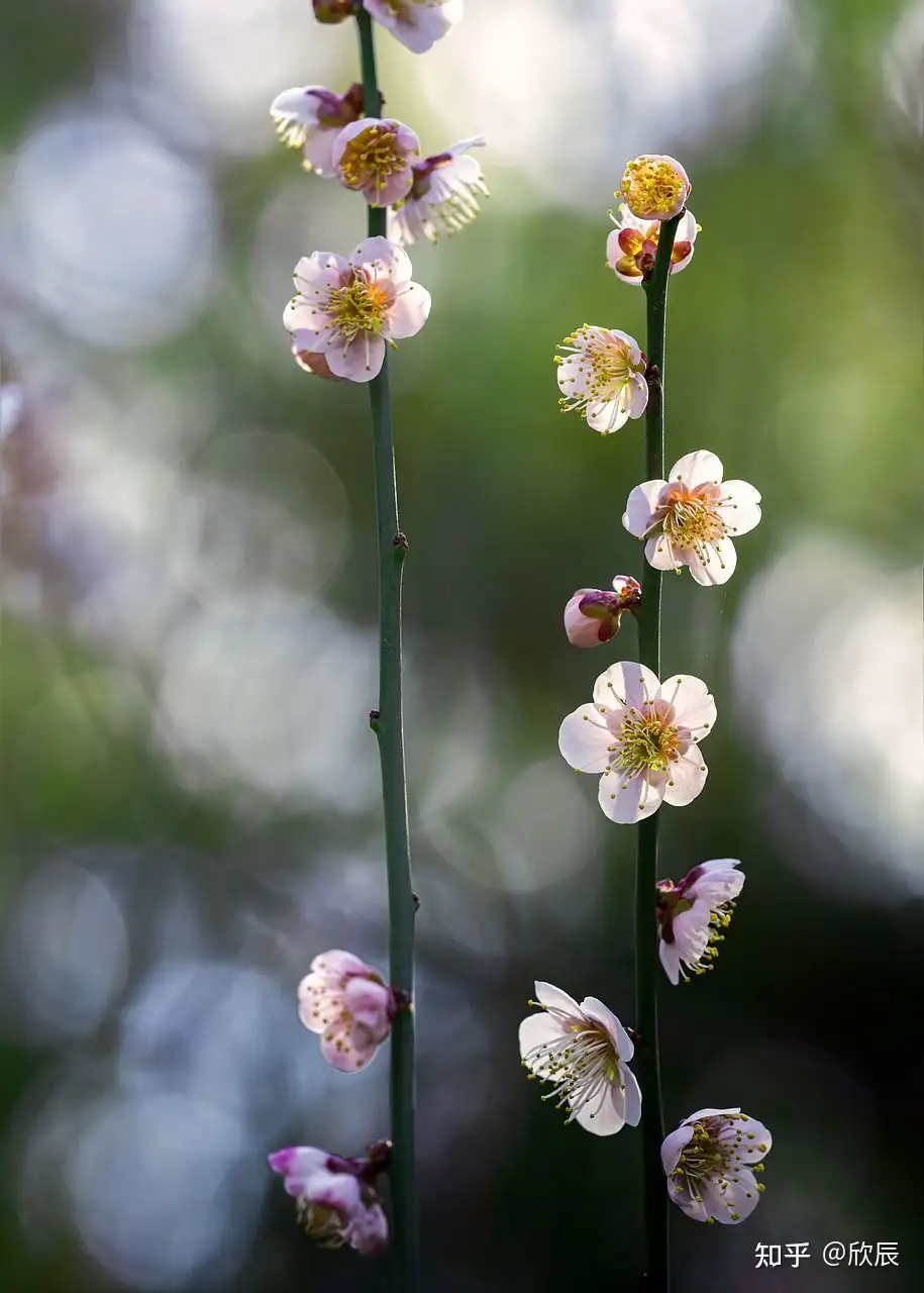 含梅、兰、竹、菊的诗句有哪些？ - 欣辰的回答- 知乎