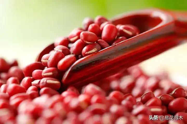 红豆生南国的红豆是什么植物？红豆生南国的红豆能吃吗