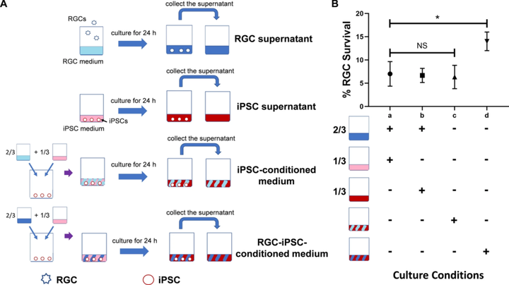 視網膜神經節細胞通過 IL-12-SCGF-β 串擾誘導干細胞衍生的神經保護作用