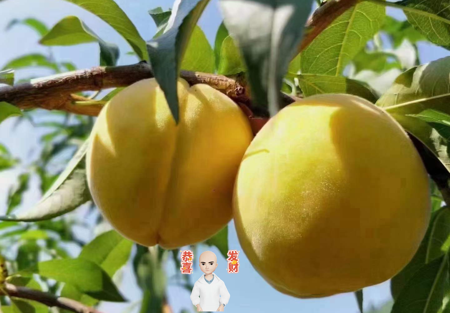 世间唯有一物，黄桃不可辜负|米娜娜