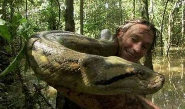 森蚺杀死的最大鳄鱼 森蚺为什么不是蛇？