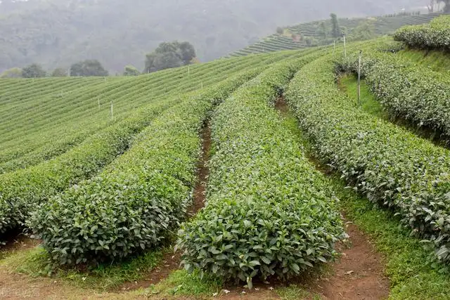 茶叶品牌推广主要思路有哪些（怎么做茶叶品牌营销方案）