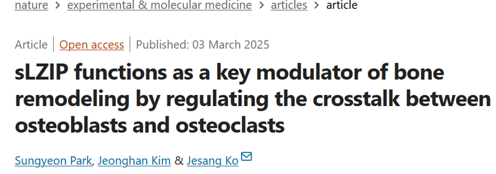 人亮氨酸拉鏈蛋白（sLZIP）通過調節成骨細胞和破骨細胞之間的串擾作為骨重塑的關鍵調節因子
