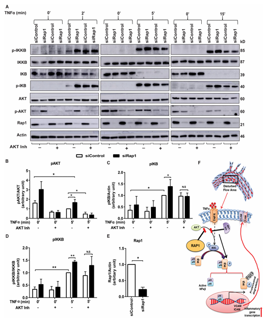 內皮細胞中的 Rap1 可限制炎癥信號傳導,從而抑制動脈粥樣硬化的進展 內皮細胞中的 Rap1 可限制炎癥信號傳導,從而抑制動脈粥樣硬化的進展