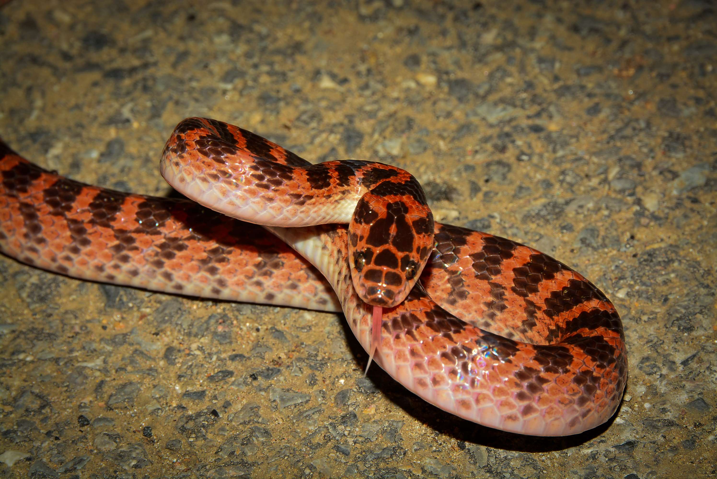 戴帽子的小蛇 的想法: 体色偏浅的赤链蛇(左)和正常体色的赤链… - 知