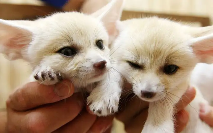 为什么经常把狐狸和狡猾、魅惑联系在一起？狐狸智商很高吗？
