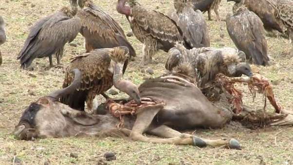 为什么秃鹫吃腐肉怎么不生病