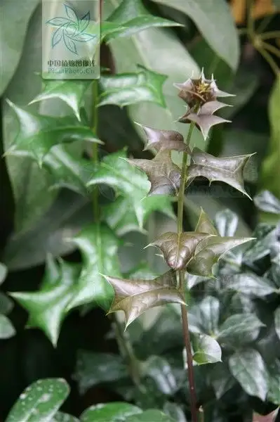 请问这个叶子很扎手的是什么植物? - 知乎