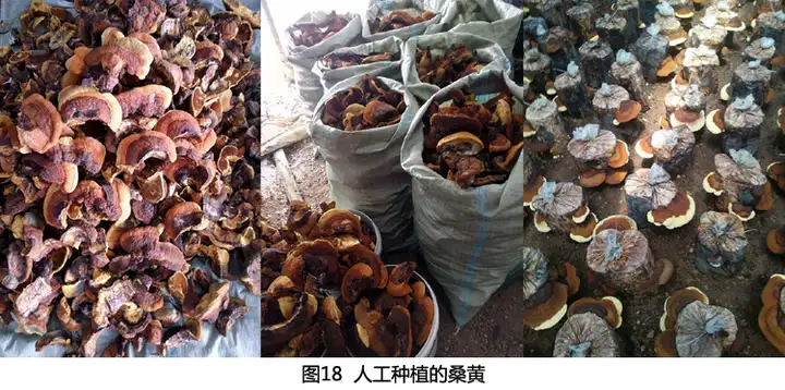 因为一些身体上的问题，需要一些野生桑树桑黄，一查发现有很多种桑黄，我应该怎么去分辨？（野生桑黄的作用?）