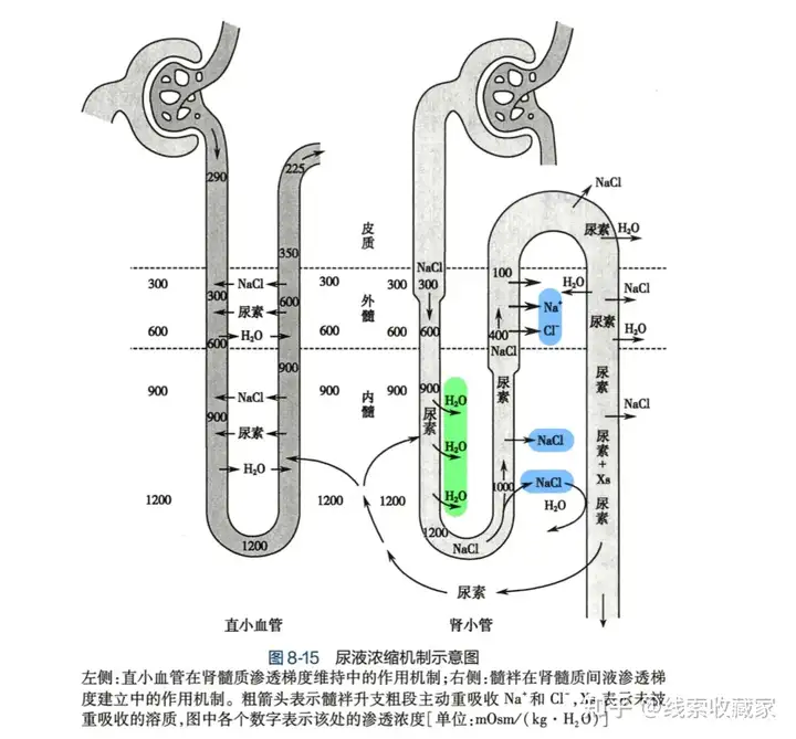 高温天每天喝 3000 毫升水不会加重肾脏负担，这个说法是真的吗？