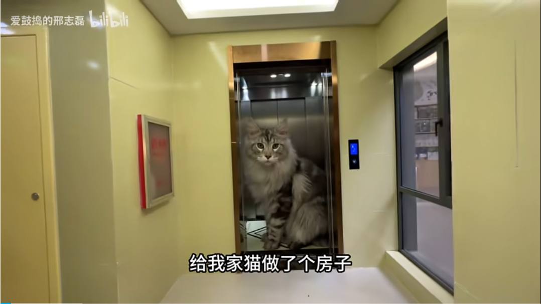 刷屏抖音小红书的 AI 猫片，让我一边上头一边反胃