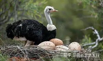 假如人类繁衍后代的方式是孵蛋，现代社会会有什么大改变？