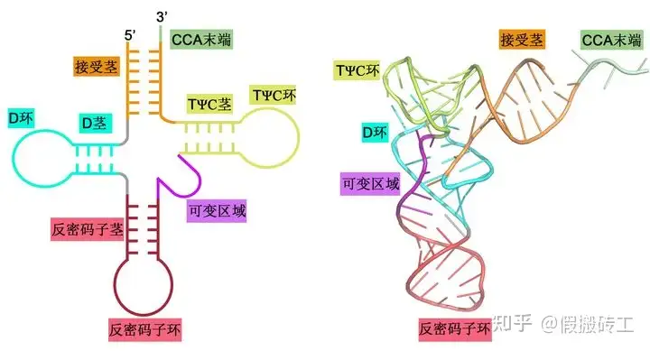 Trna Three tRNA是怎么合成的? - 知乎
