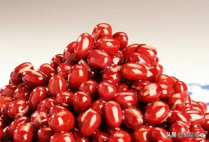 红豆生南国的红豆是什么植物？红豆生南国的红豆能吃吗
