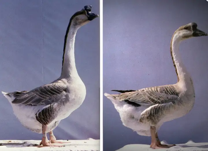 雁鹅是一种鹅吗？从生物学种属和消费心理如何理解和判断？