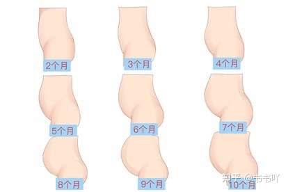 女性同等身材下,胖得像怀孕3个月的肚子 和 真的怀孕3个月的肚子外观