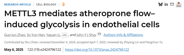 甲基轉(zhuǎn)移酶3（METTL3）介導(dǎo)動(dòng)脈粥樣硬化易發(fā)性血流誘導(dǎo)的內(nèi)皮細(xì)胞糖酵解