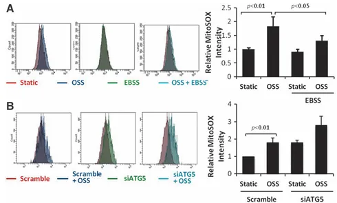 紊亂血流誘導(dǎo)自噬并損傷自噬流以擾亂線粒體穩(wěn)態(tài)