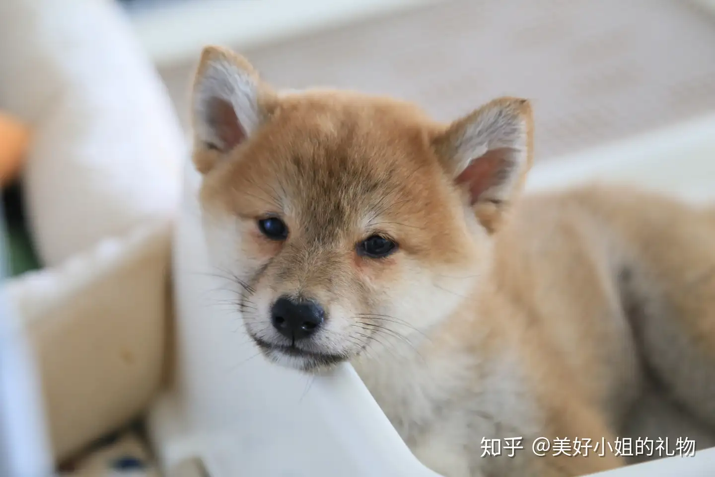 哈士奇益生菌粉宠物狗狗小幼犬成犬通用肠胃宝消化宝犬用调理肠胃