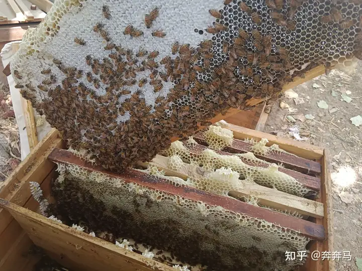 图片[25]-蜜蜂为什么会心甘情愿地在人造的蜂箱中筑巢？蜂箱的形状和蜜蜂圆形的窝一点不一样啊?-小师评