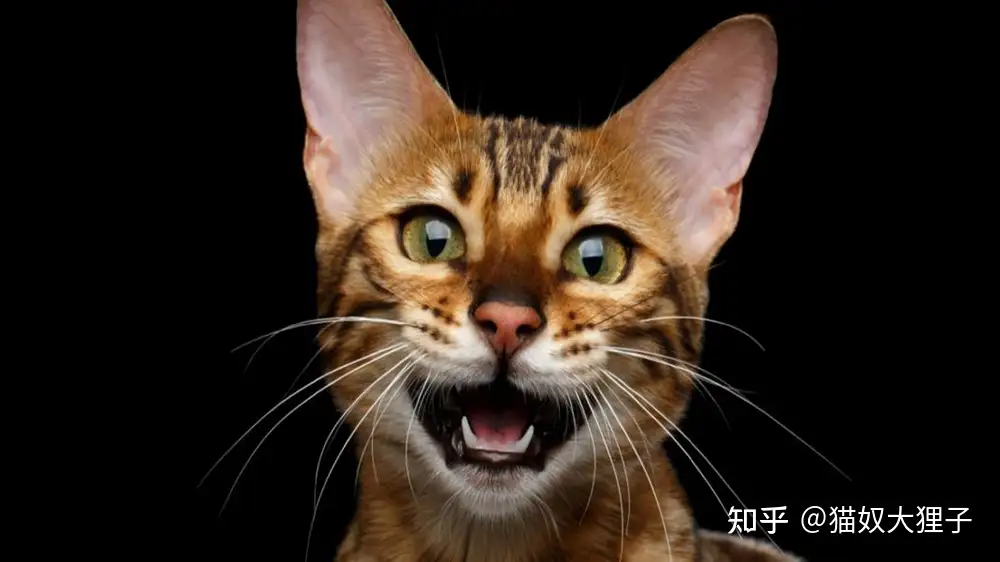 猫咪一直嘶哑低沉的喊叫是什么意思？