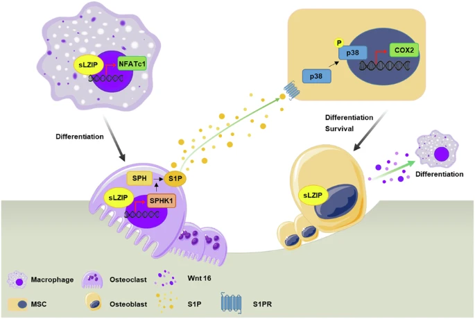人亮氨酸拉鏈蛋白（sLZIP）通過調節成骨細胞和破骨細胞之間的串擾作為骨重塑的關鍵調節因子
