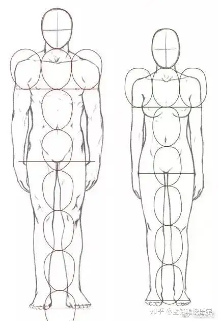 二次元中的人体比例是怎样的？ - 画学反应的回答- 知乎