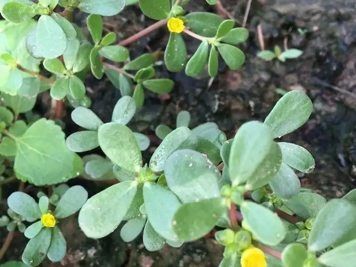 野菜的种类和图片大全名称（38种野菜图片大全）