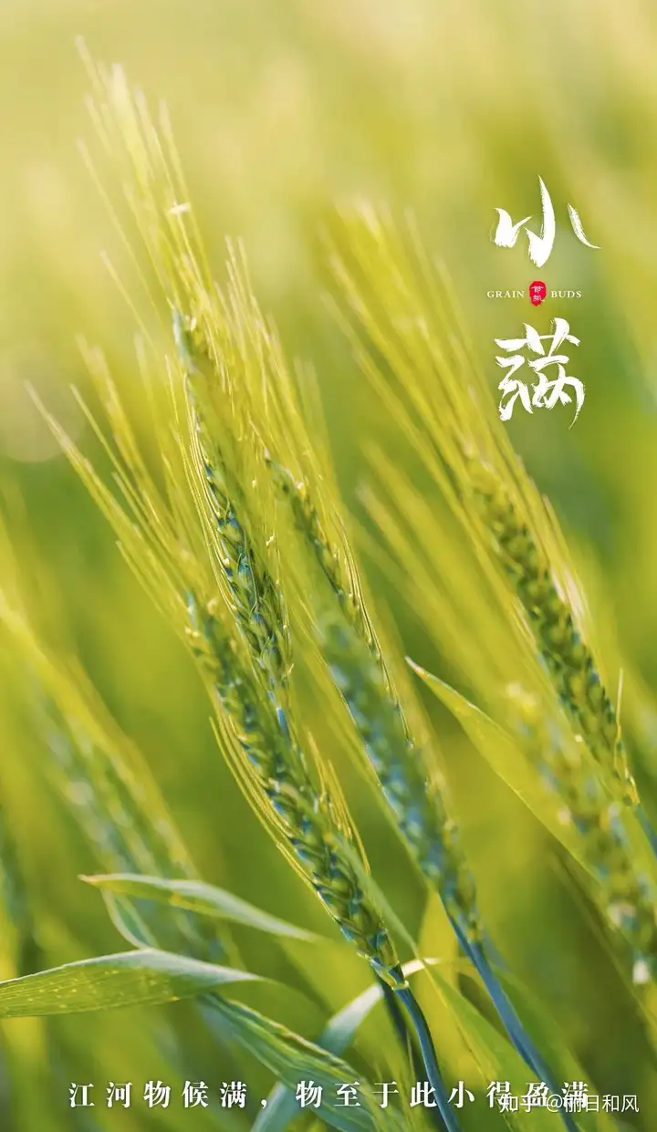 今天是小满节气，24节气你都了解哪些？
