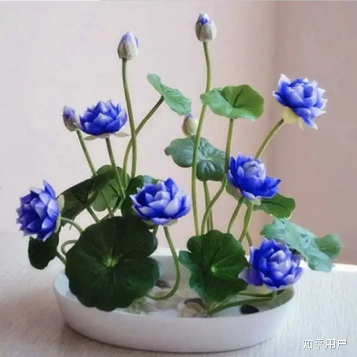 碗莲怎么水培？(水培碗莲种植方法图解)